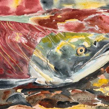 Sockeye Salmon