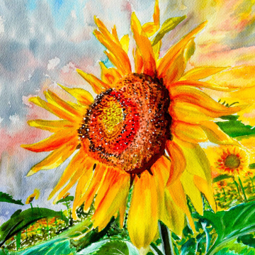 Sunflower, Good Morning