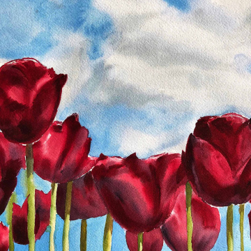 Skagit Valley Tulips